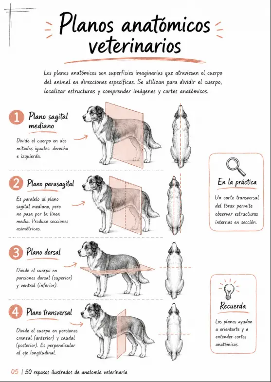 Prévia de revisão ilustrada do sistema ósseo canino