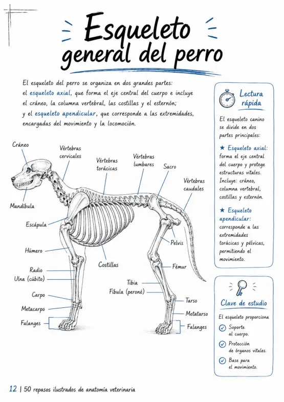 Prévia de revisão ilustrada do sistema digestório das aves