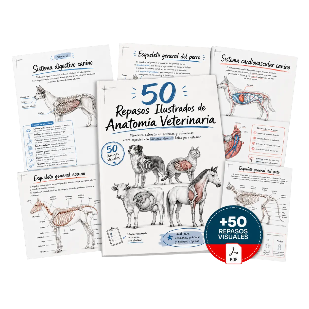 Mockup del material 50 Repasos Ilustrados de Anatomía Veterinaria